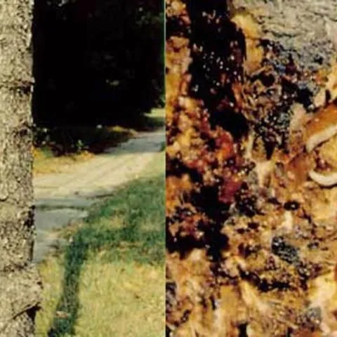 thumbnail for publication: Dogwood Borer, Synanthedon scitula(Harris) (Insecta: Lepidoptera: Sesiidae)